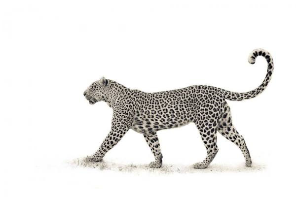 Photograph Mario Moreno The Leopard on One Eyeland